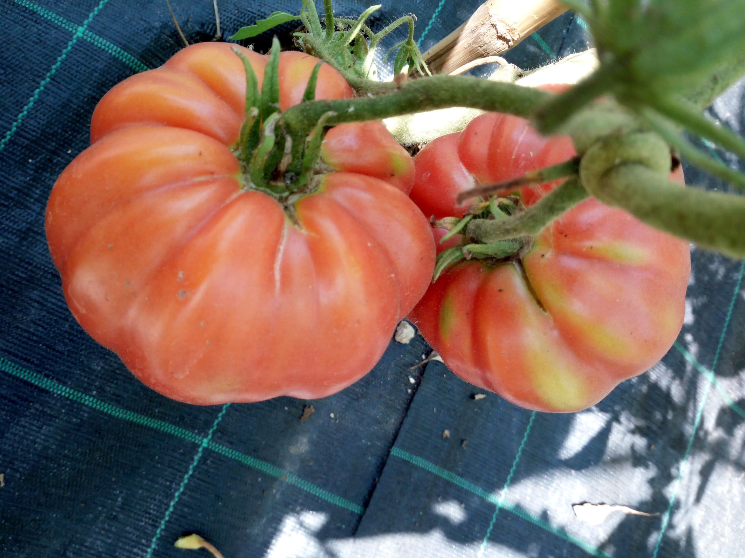 TOMATE GIGANTE BELMONTE
