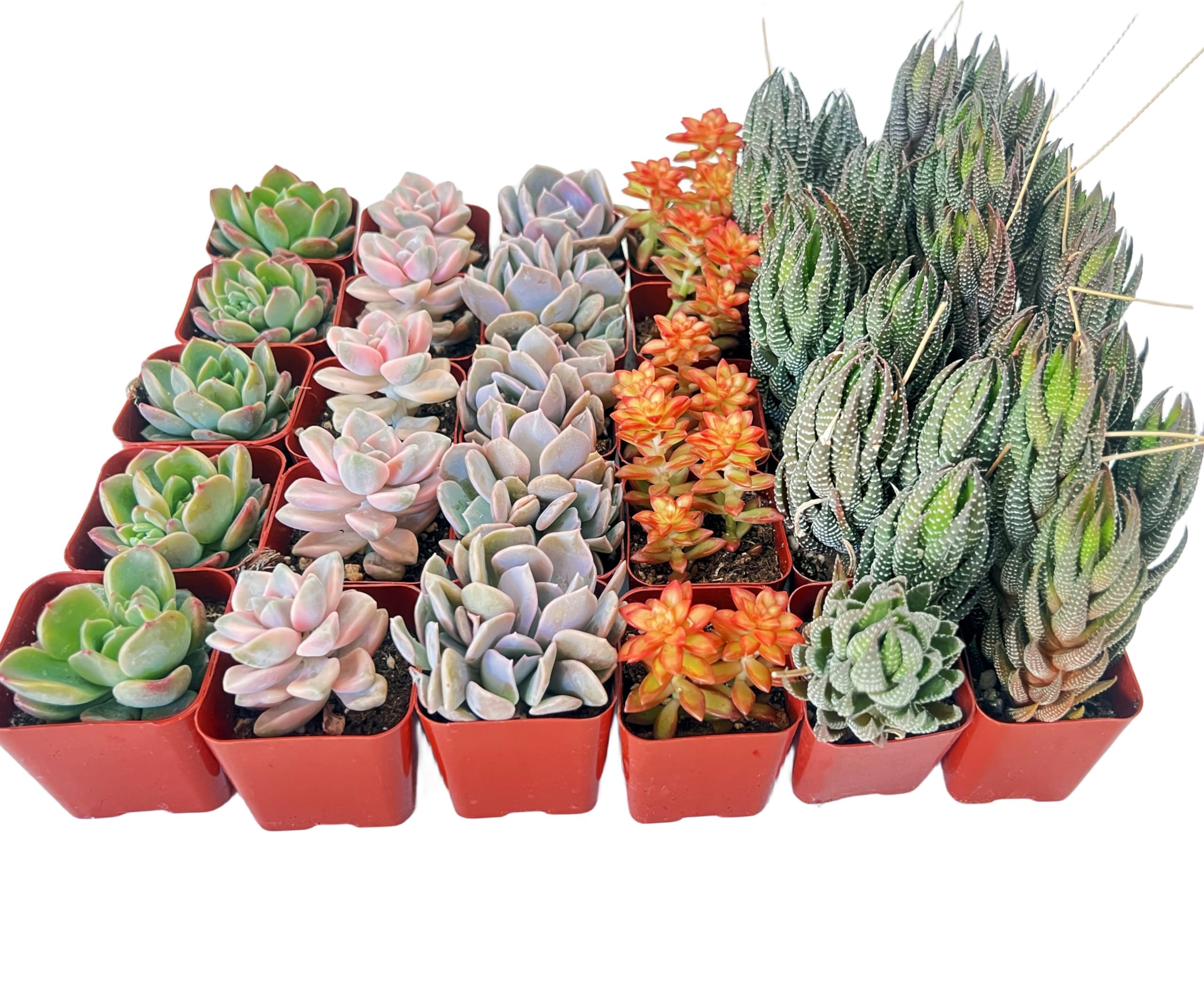 30 Pack Assorted Succulents Plants Live, Including Haworthia Succulents, Rare Home Plants for Indoor House Home Garden Wedding Decor Party Favor