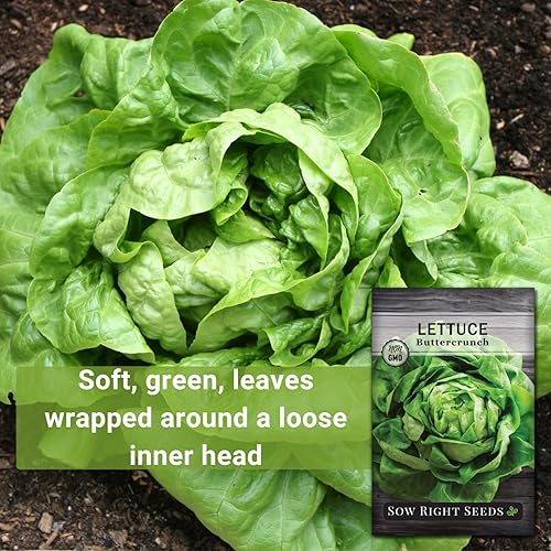 Miniatura 3 de Sow Right Seeds - Semillas de lechuga Buttercrunch para plantar - Paquete de reliquia sin OMG con instrucciones para plantar un huerto doméstico -