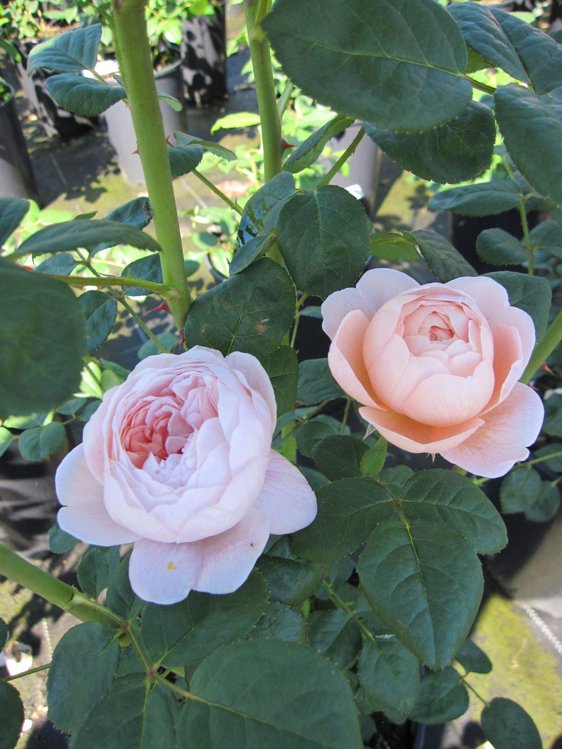 Rosa Queen of Sweden® - Englische Rose Queen of Sweden®