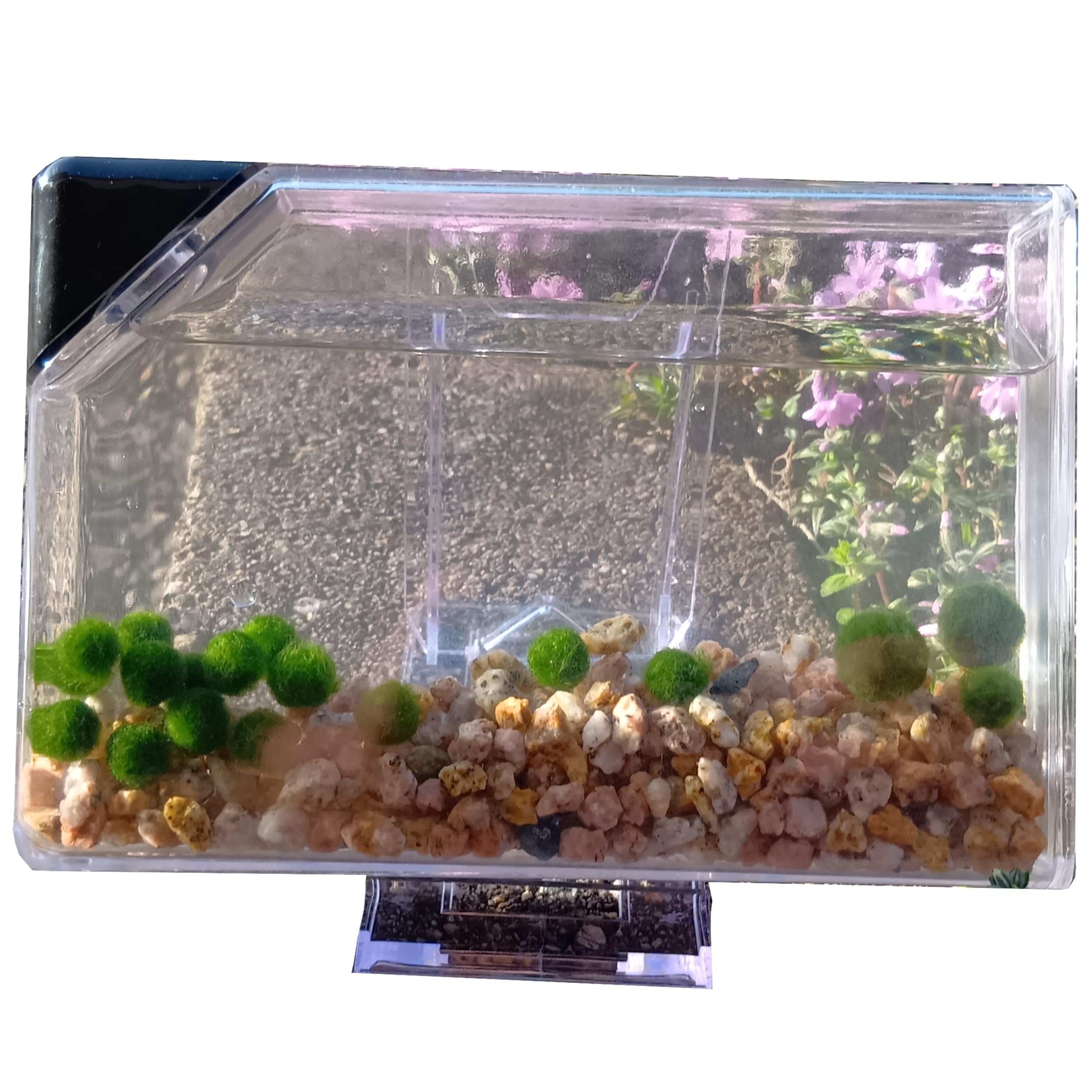 Amazon | まりも 18個 薄型水槽付き 飼育セット | 緑のふるさと