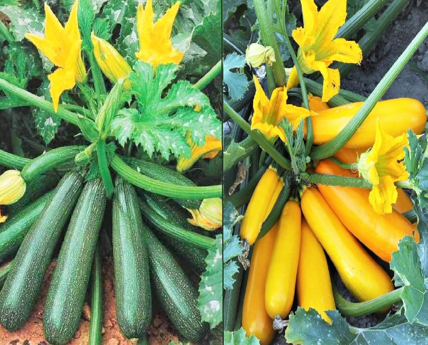 Summer Squash Yellow & Green COMBO PACK (Hybrid Seeds) Zucchini Long Seeds Best For Home Gardening Planting High Germination Rate-image-48