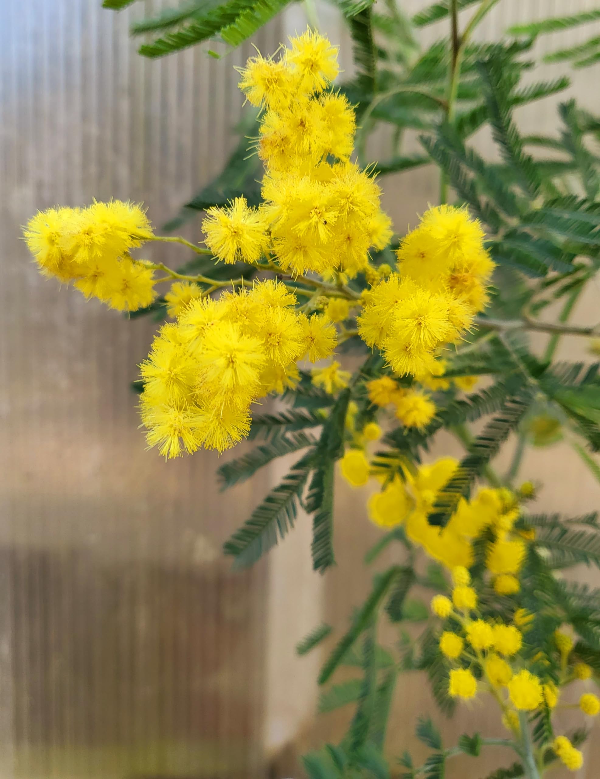 POWERS TO FLOWERS - MIMOSA DA GIARDINO VARIETA' GAULOIS altezza 180cm, OFFERTA ULTIMI 30 PEZZI !!!!! pianta vera