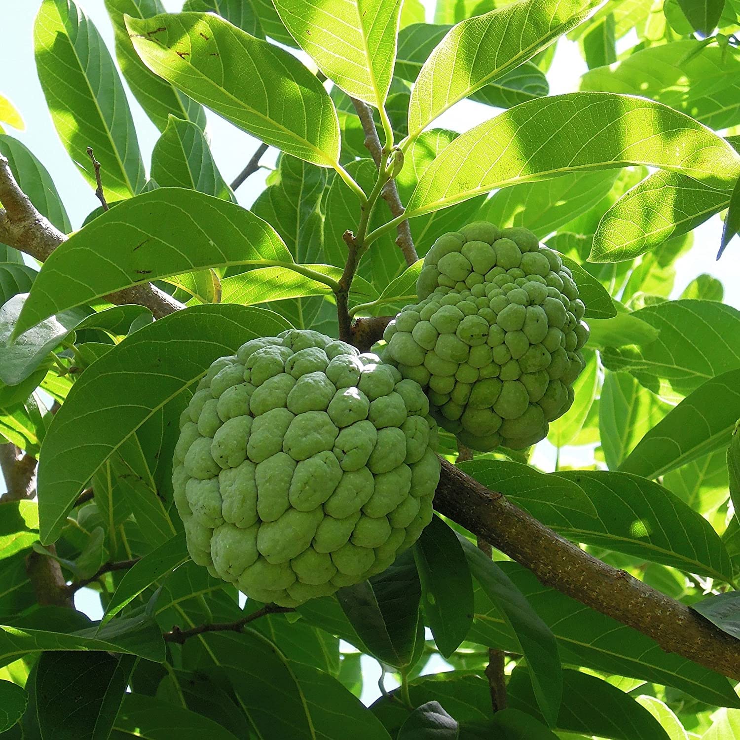 Bahan Traders Custard Apple Super Green Thai Sugar Apple Sitafal Ata Fruit Grafted Live Plants & Tree(1-1.5 Ft Size) (B09Y4RR2XL) Amazon Price History, Amazon Price Tracker