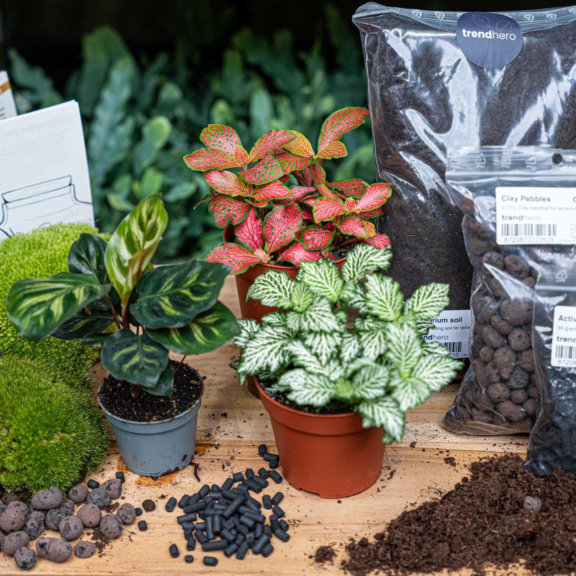 urbanjngl - Calathea Makoyana Terrarium Start- und Nachfüllpaket – 3 Terrarienpflanzen für DIY-Projekte – ideal für Anfänger und Pflanzenliebhaber