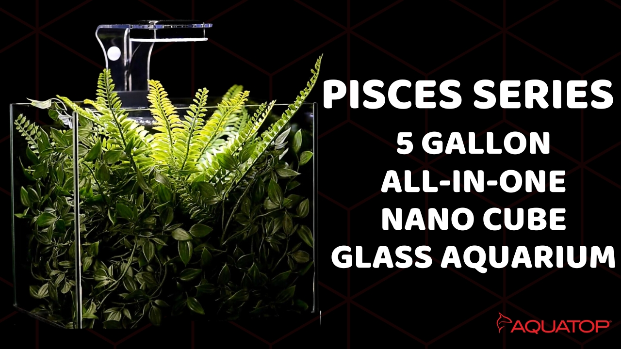 Amazon.com : Aquatop Pisces Bullet Shaped Glass Aquarium - Nano