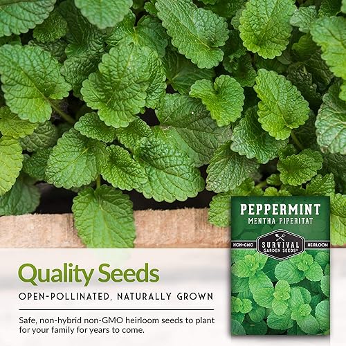 Vista 13 de Survival Garden Seeds - Semilla de menta para plantar - Paquete de Mentha Piperita con instrucciones para plantar y cultivar deliciosa menta en tu