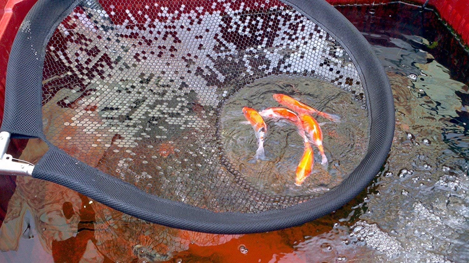 Koi Fish Pan Net 23 Inch (60cm) Diameter Padded Round Pan Net with 8mm mesh Includes Telescopic Pole Handle, Koi Safe Fish Handling Transfer Net