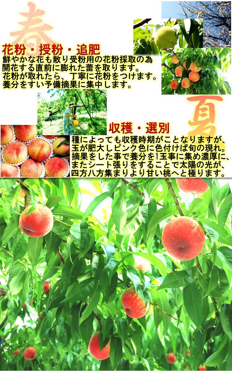 Amazon.co.jp: 温室 桃 約1kg 4～6玉 山梨県産 贈答品 JA全農やまなし