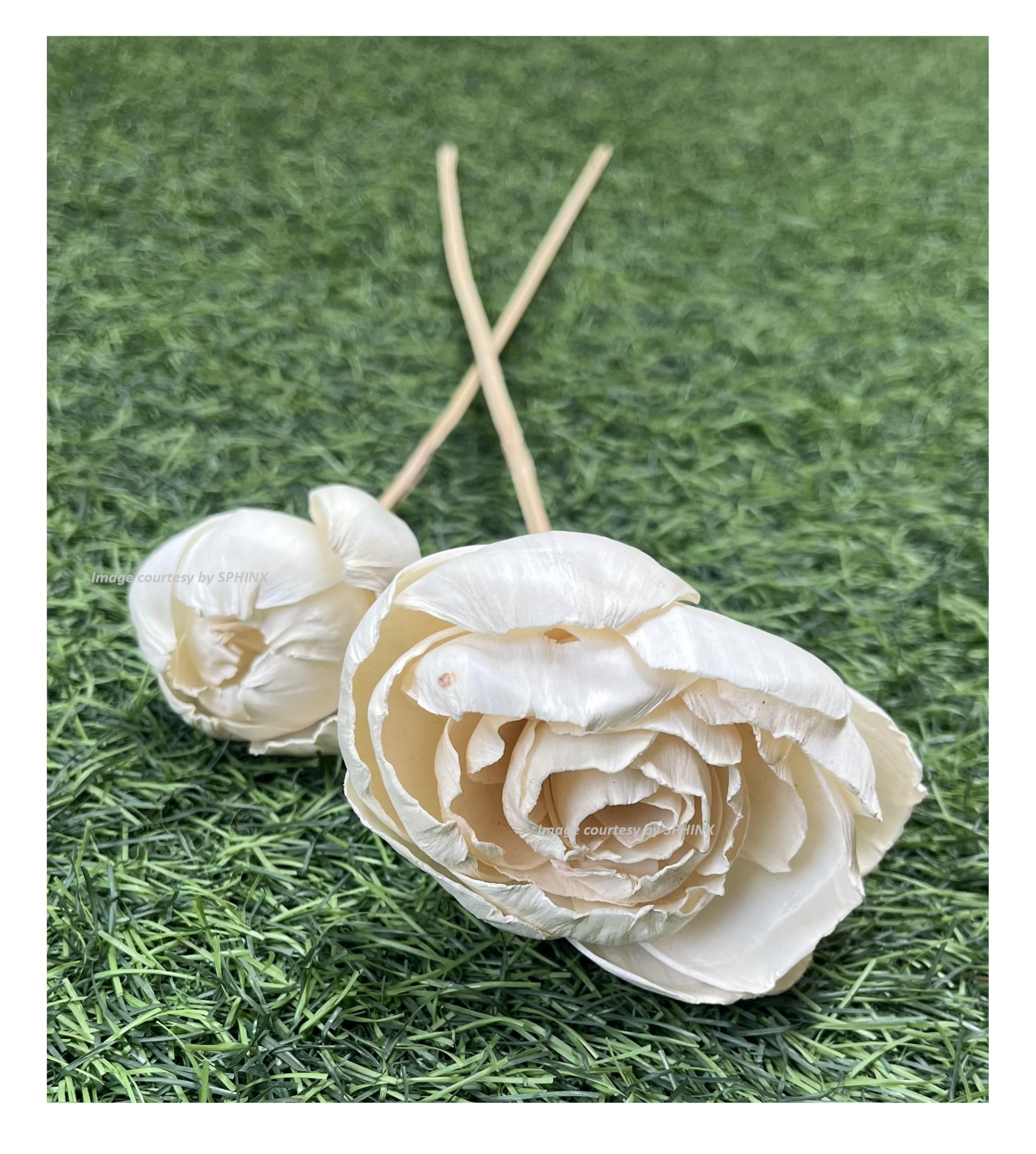 SPHINX Artisanal Handmade Sola Flower Sticks for Decorations - Natural, Sustainable, Eco-Friendly - Sola Rose, Peony, Lotus, Carnation Sticks- Height Approx 50 cms - (Natural/Off-White Peony, 5)
