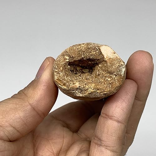 Miniatura 7 de 3.35oz, 5.2 "X 1.4 "x 1.1" Fósiles naturales raros Spinosaurus Dientes El Dinosaurio Carnívoro más grande de Marruecos, Mineral, Especimenes, F3188