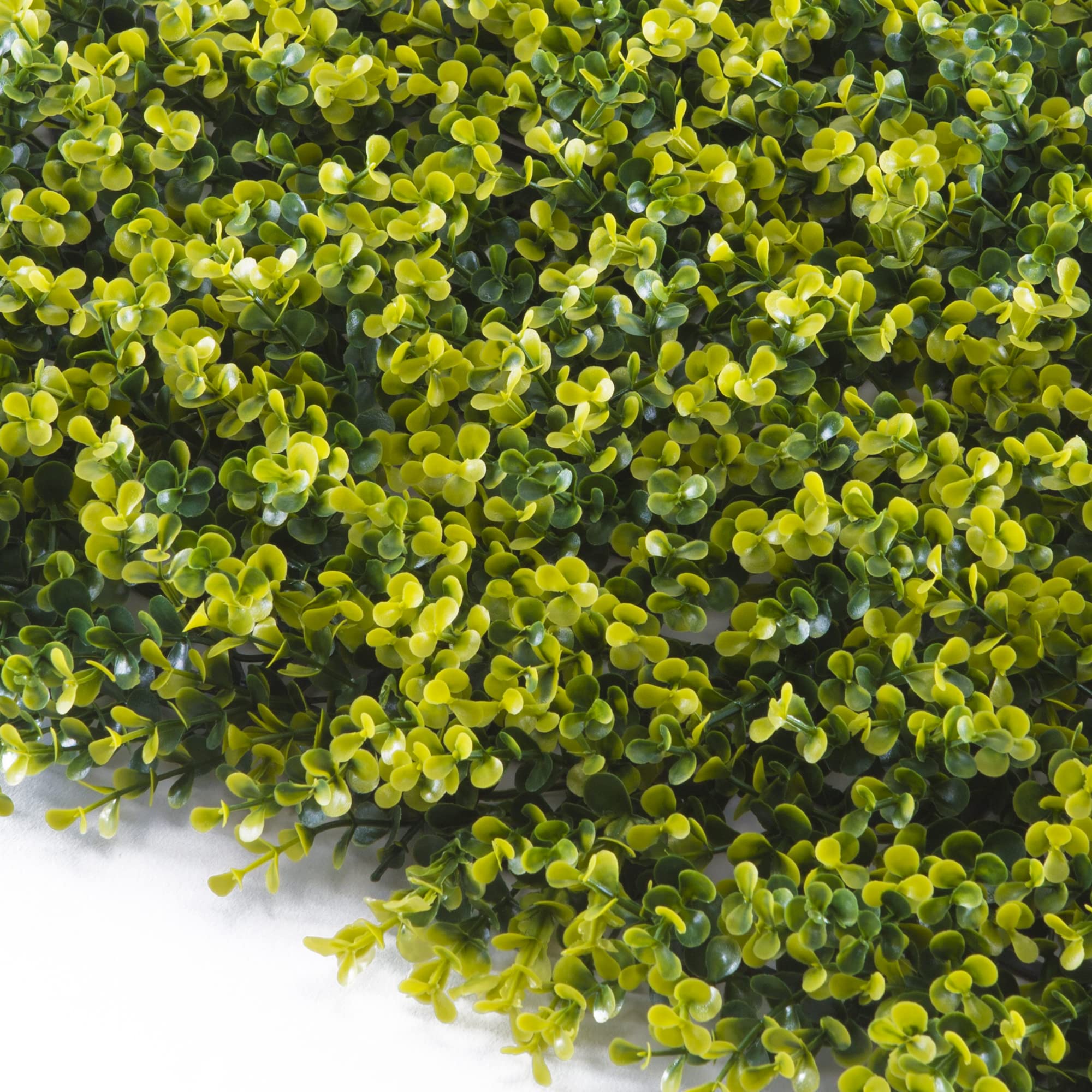 TENAX Divy Panel Buxus 100x100 cm Verde, Panel Modular con Hojas Artificiales 3D Tipo Boj para Paredes, Jardines Verticales y Decoraciones de Interior/​Exterior