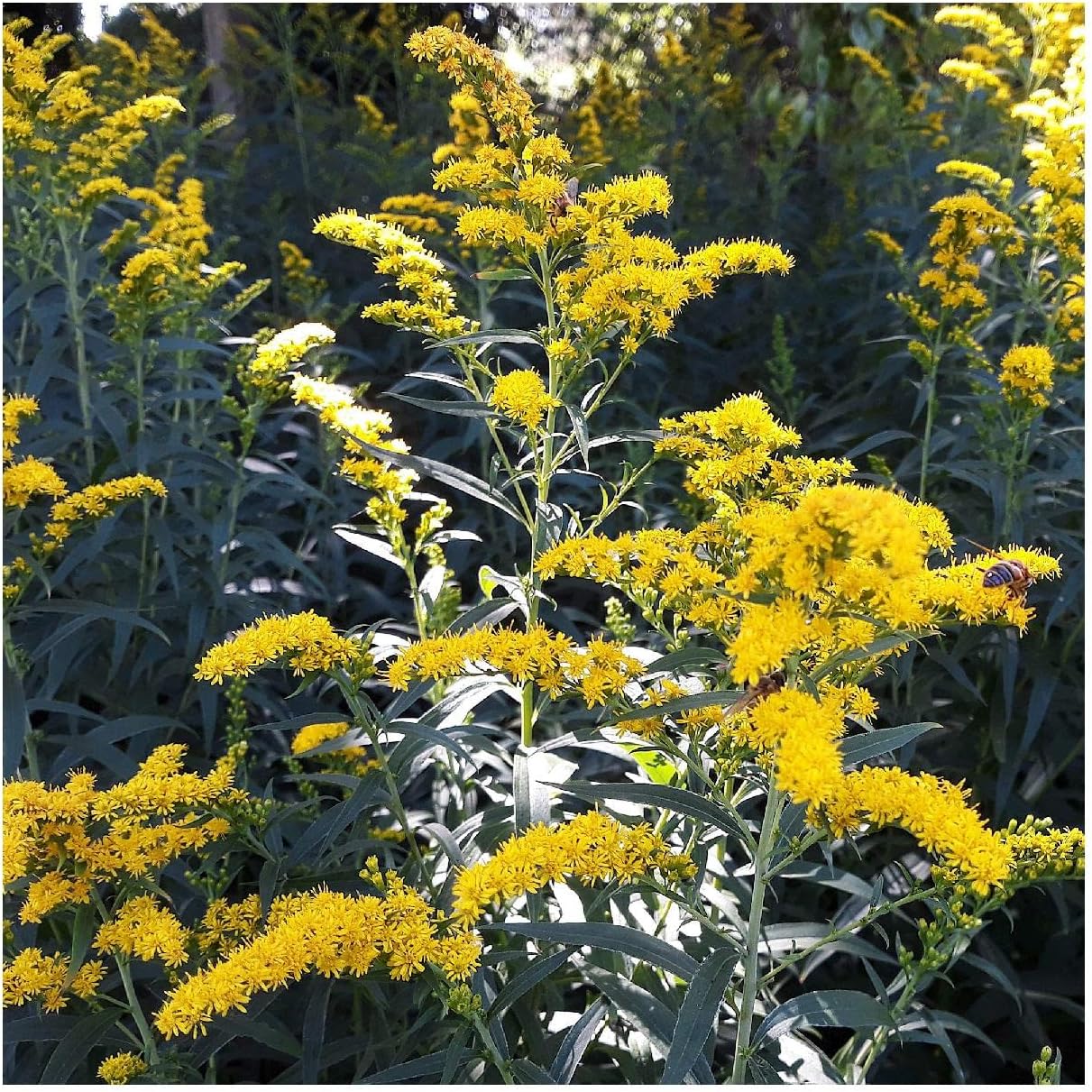 Everwilde Farms - 1 Oz Old Field Goldenrod Native Wildflower Seeds - Gold Vault