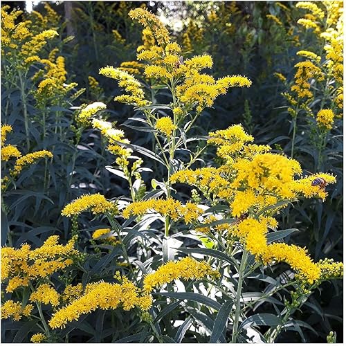 Miniatura 4 de Everwilde Farms - 2000 Semillas de flores silvestres nativas Old Field Goldenrod - Paquete de semillas de bóveda dorada