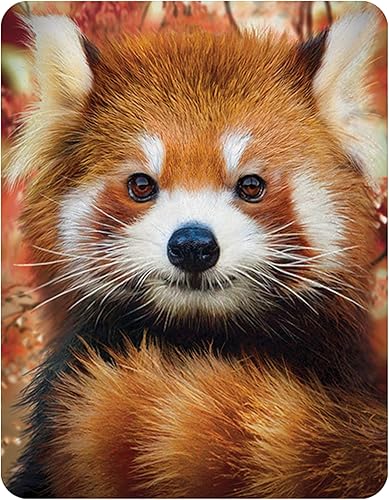 Imán 3D LiveLife - Panda rojo bebé de Deluxebase. Imán lenticular de animales 3D para nevera. Decoración magnética para niños y adultos con obras de