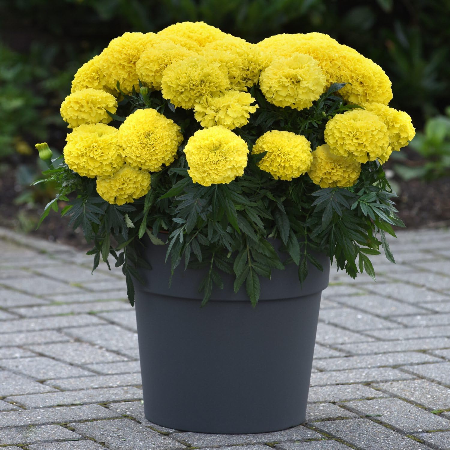AFRICAN MARIGOLD YELLOW BIG SIZE INCA FLOWER PLANT HYBRID ORGANIC