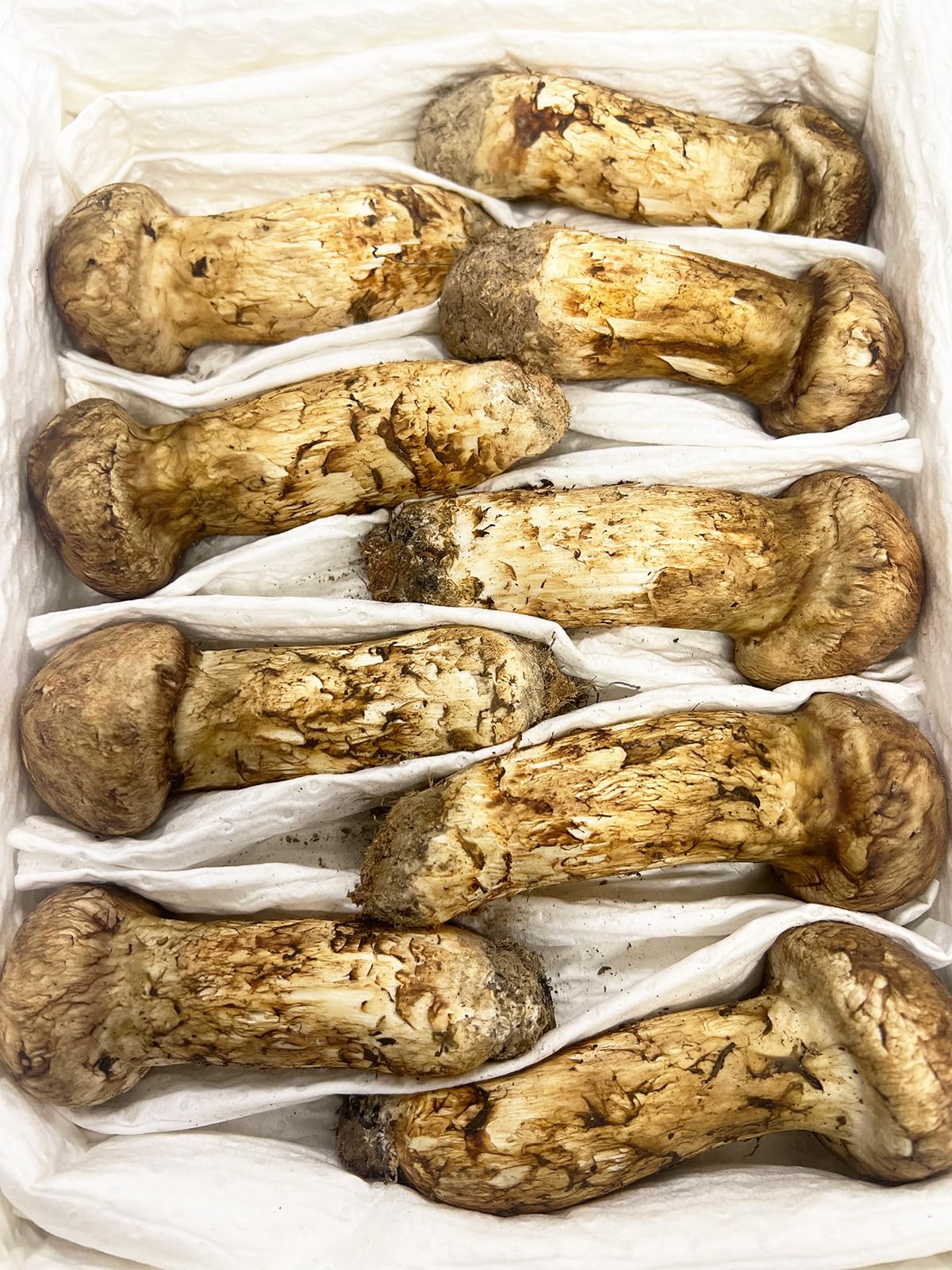 Amazon | 生松茸 中つぼみ(半開き) 約1kg ＜中HAサイズ 22本前後 9cm 