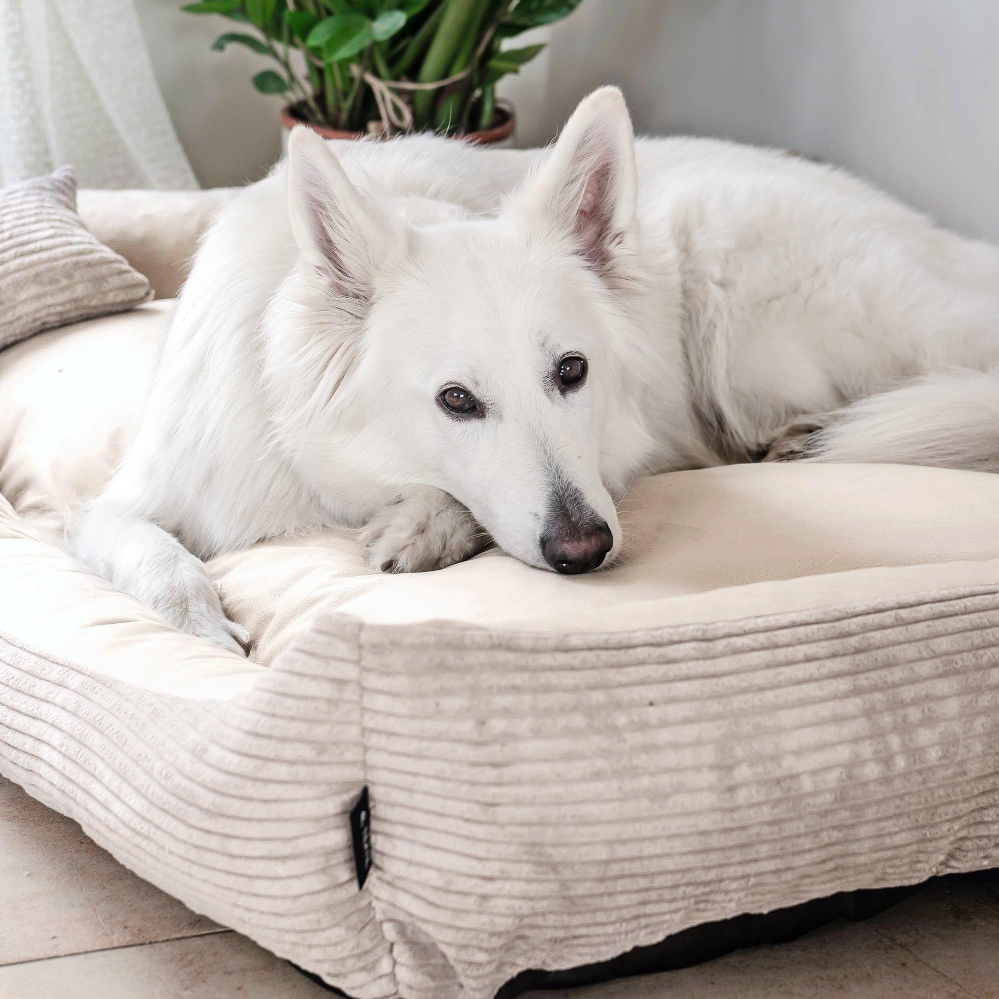 4L Textil Molly Cord Hundebett Hundekorb mittelgroße Hunde Hundekörbchen | Mit Bezug & Reißverschluss, Maschinenwaschbar