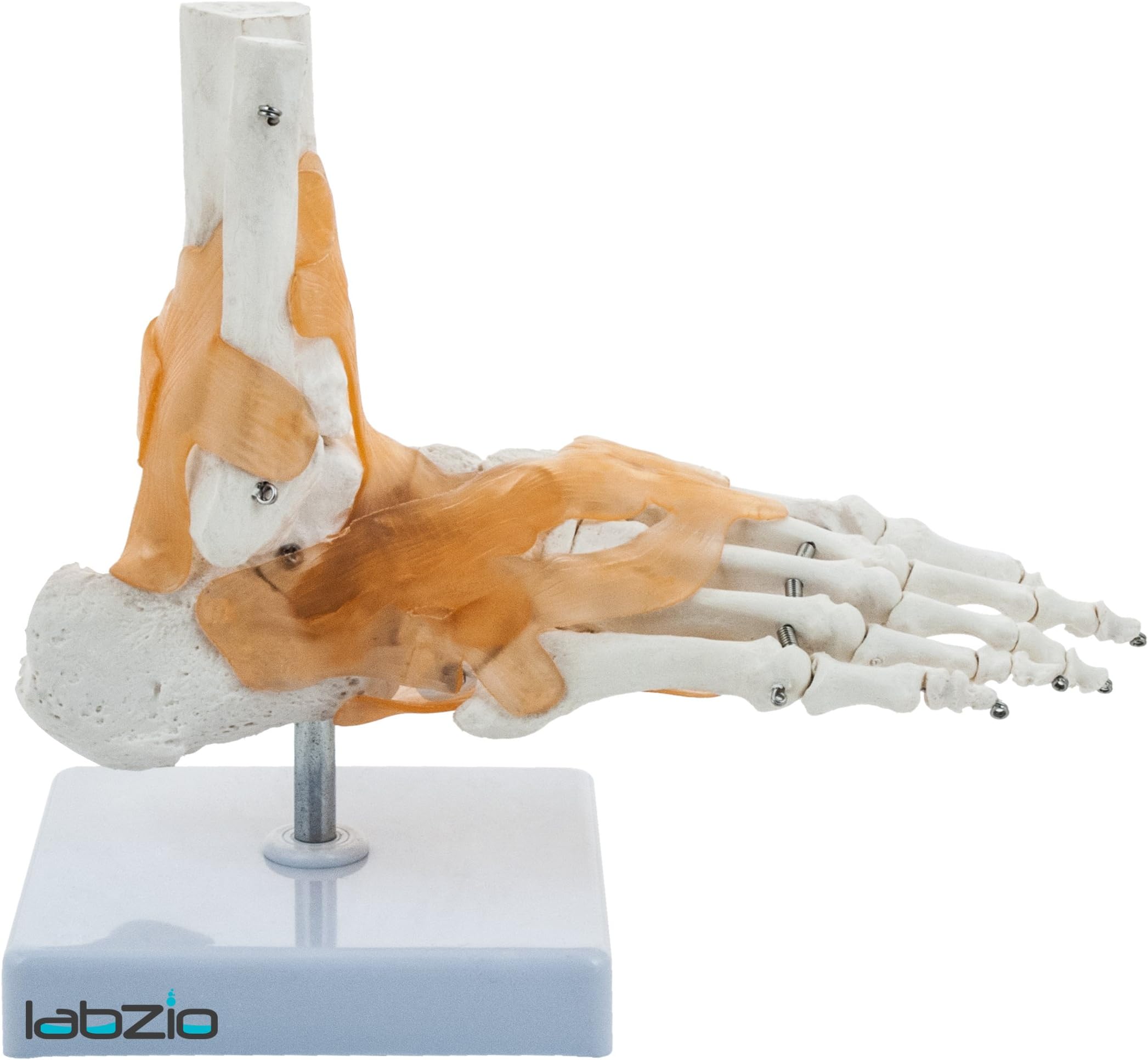 Labzio -Ankle Model with Flexible Ligaments for Movement of the Ankle Joint, Right Foot Model, Perfect For Orthopedicians, Ideal For Doctors, Therapists, Medical Students