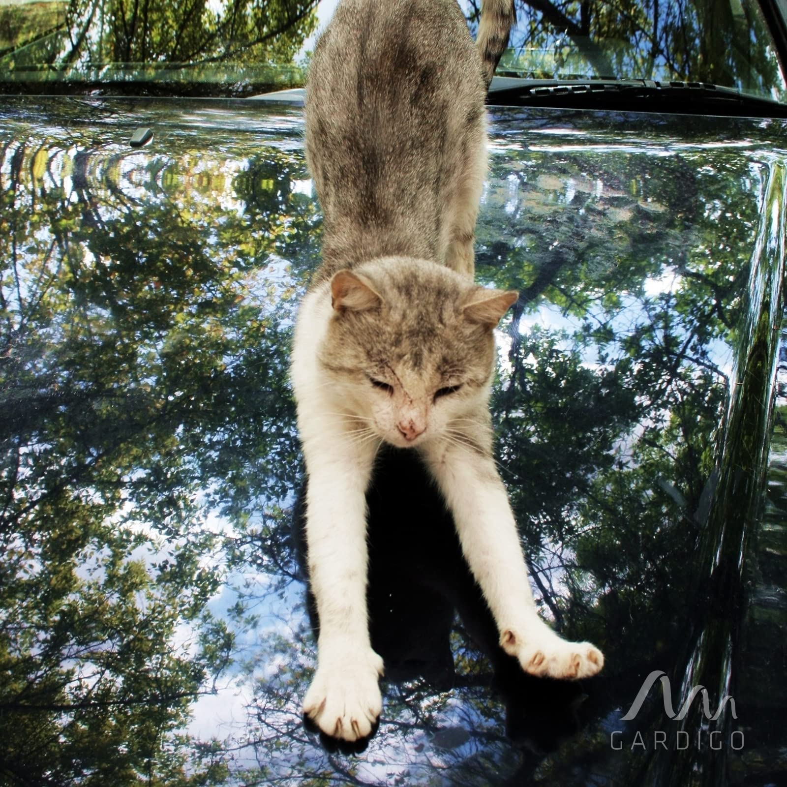 GARDIGO® Scaccia Gatti | Repellente per Gatti | Dissuasore per Cani | Disabituante Gatti | Repellente Ultrasuoni Animali Giardino | Angolo di Rilevamento 70°, Raggio d'Azione 7 m | Anti Gatto 1 Pezzo