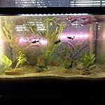 Review Image by Roger Roger