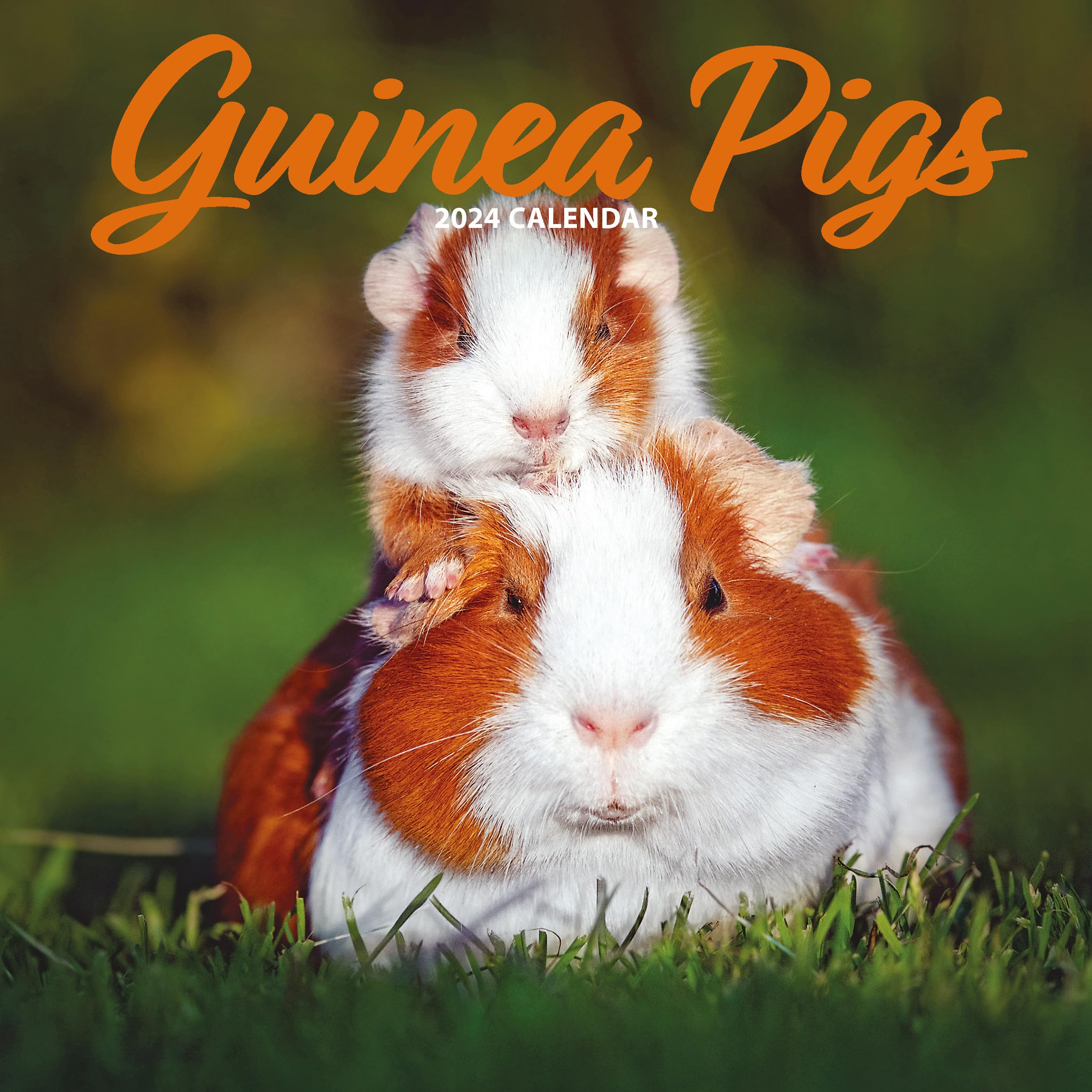 Guinea Pig Traditional 2024 Calendar