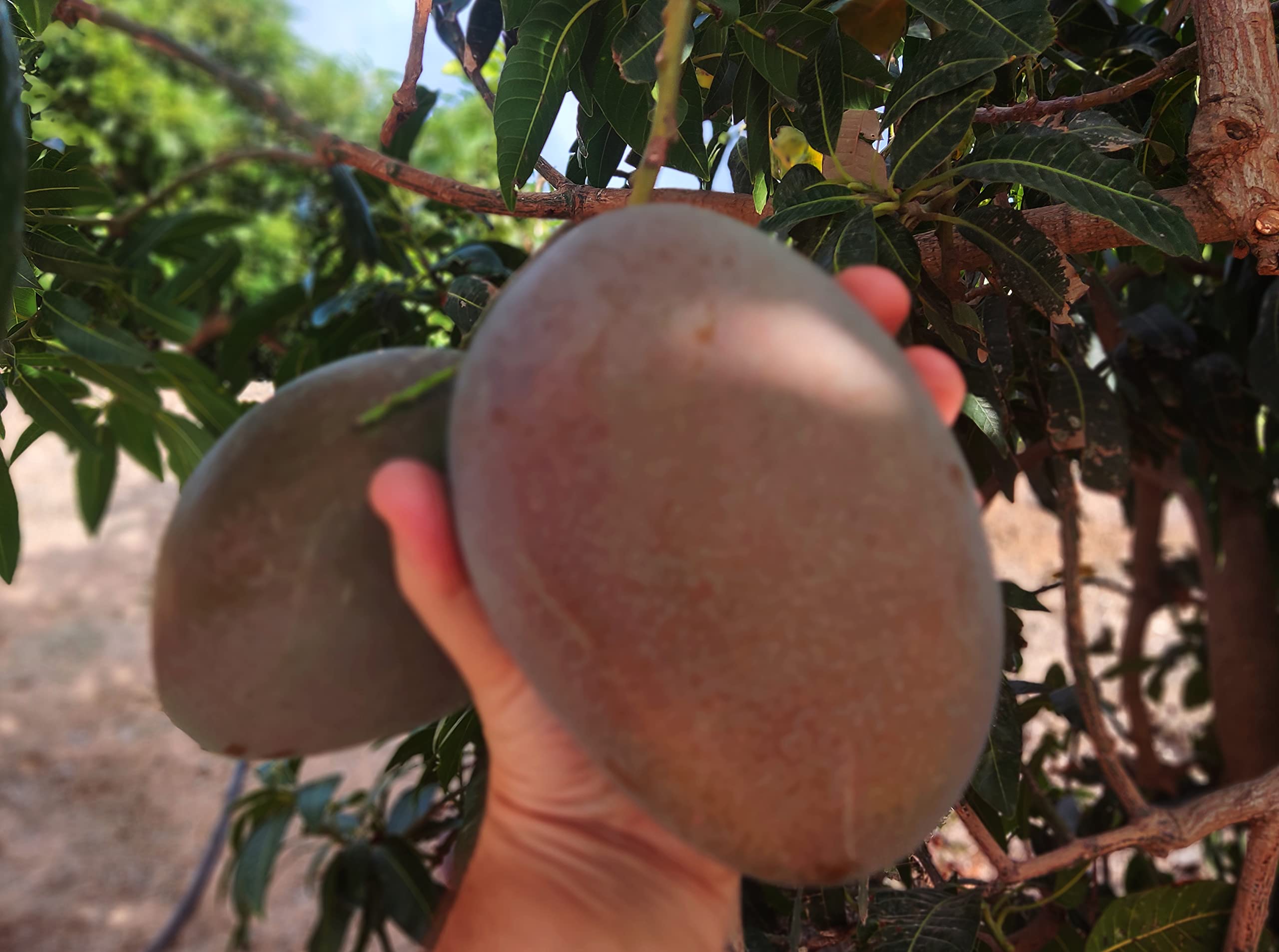 Mango fruta Pack 2kg - Mangos origen España - Compra mangos de la costa tropical de Granada. Mango nacional