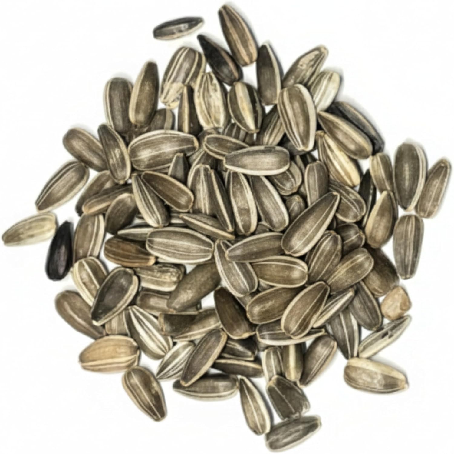 Seed Needs Sunflower Seeds for Planting Dwarf Sunspot Sunflowers - Heirloom & Open Pollinated Annual Cut Flower Seed to Plant 2 Foot Tall Sun Flowers (10 Packs)