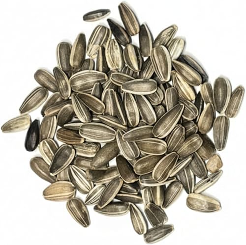 Miniatura 6 de Seed Needs, Semillas de girasol de manchas solares enanas 80 semillas tradicionales para plantar Helianthus annuus Atrae mariposas y