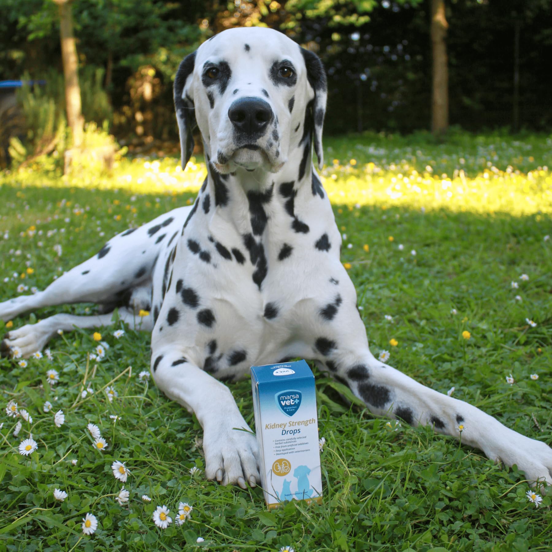 Marsavet Gocce di forza renale - Integratore alimentare con succo di ortica per promuovere la salute dei reni. Sostegno naturale della funzione renale e urinaria per cani, gatti, roditori e uccelli.