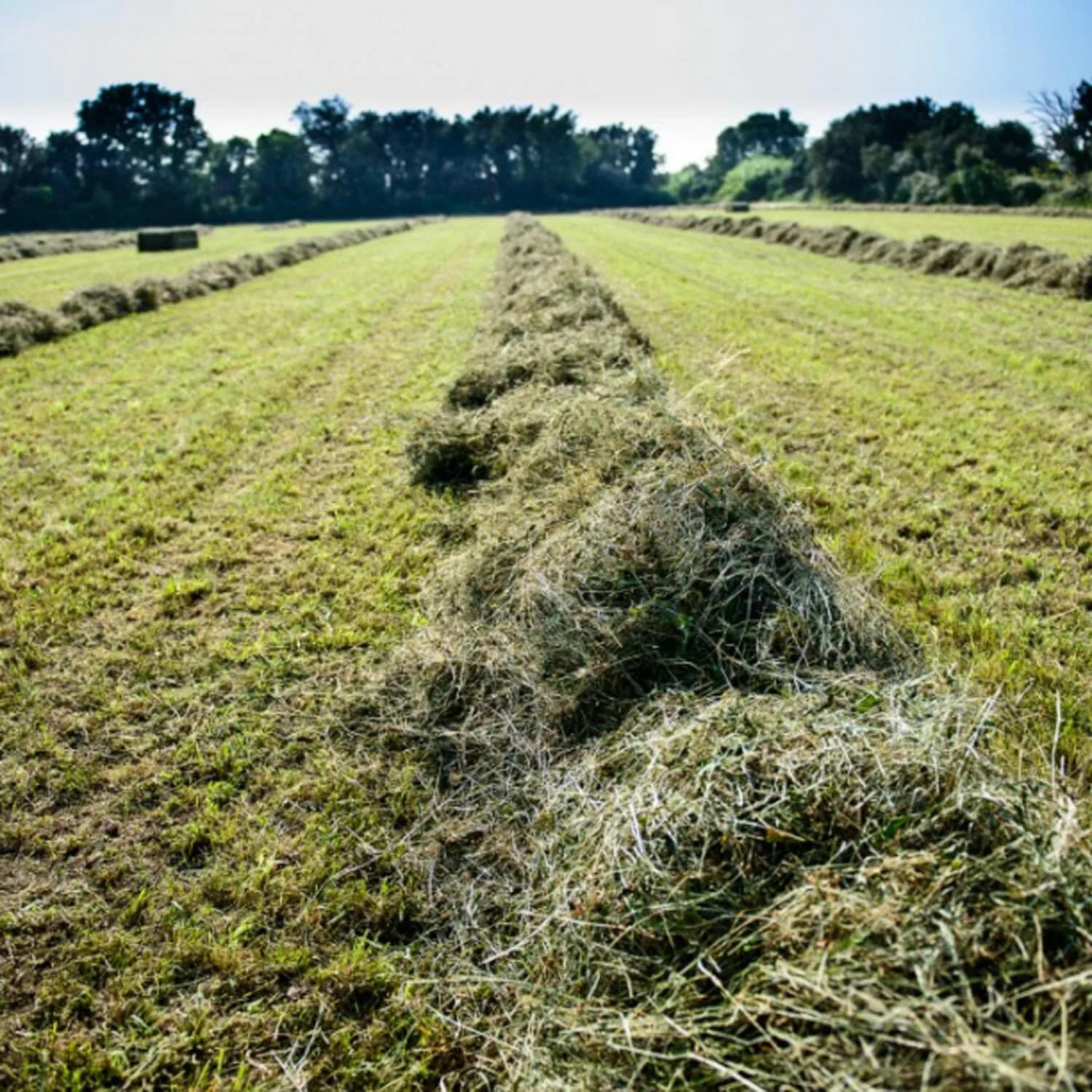 5 kg Foin naturel pour lapins, chinchilla, cochons d'Inde, tortues, chevaux, ovins, caprins | Foin italien de prairie de montagne séché au soleil | Qualité Premium