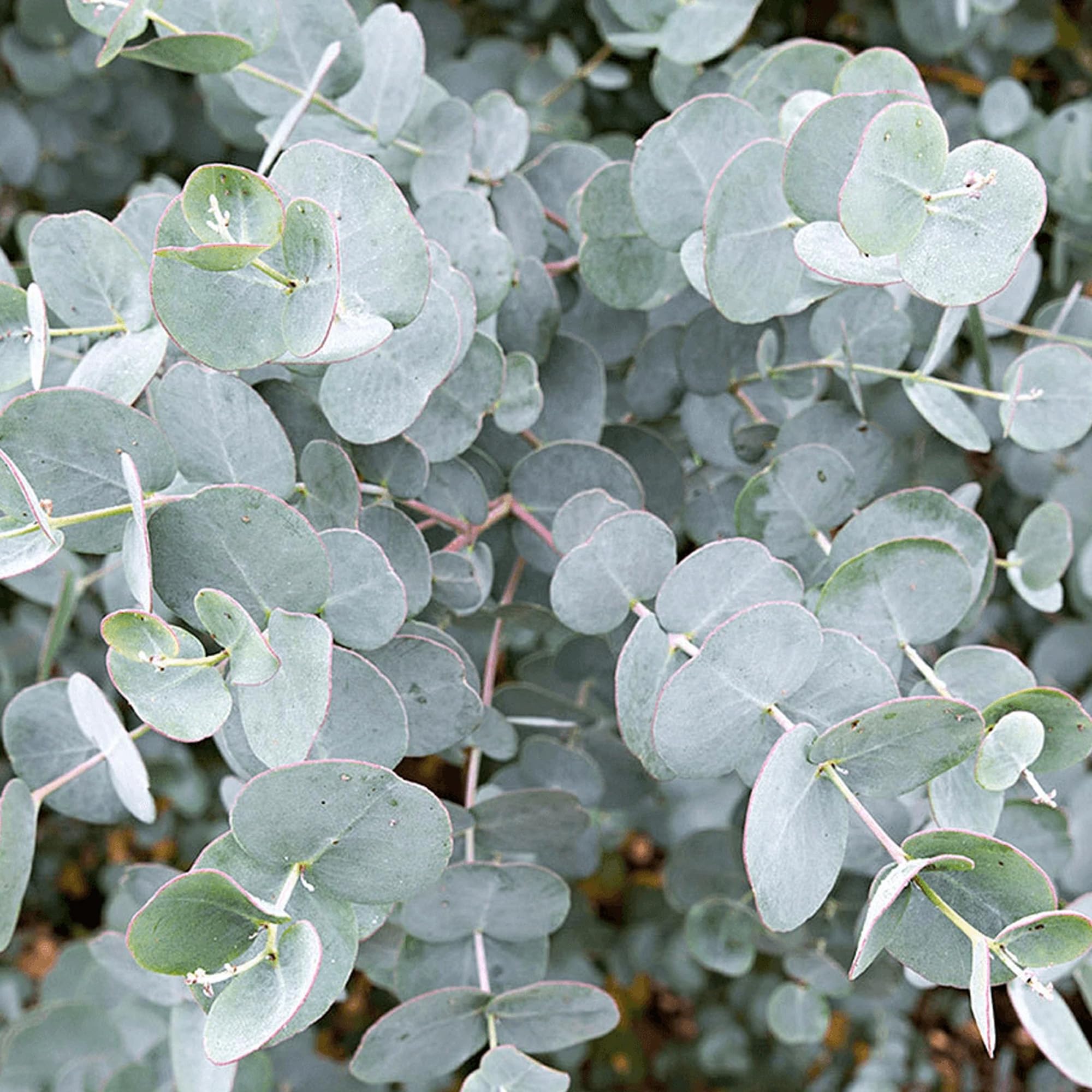 Eucalipto Gunnii - Pianta Sempreverde da Esterno, Pronta in Vaso per Giardino