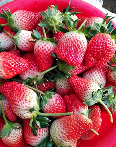 Miniatura 4 de 300pcs semillas de fresa semillas de fruta dulce para la planta de jardín casero