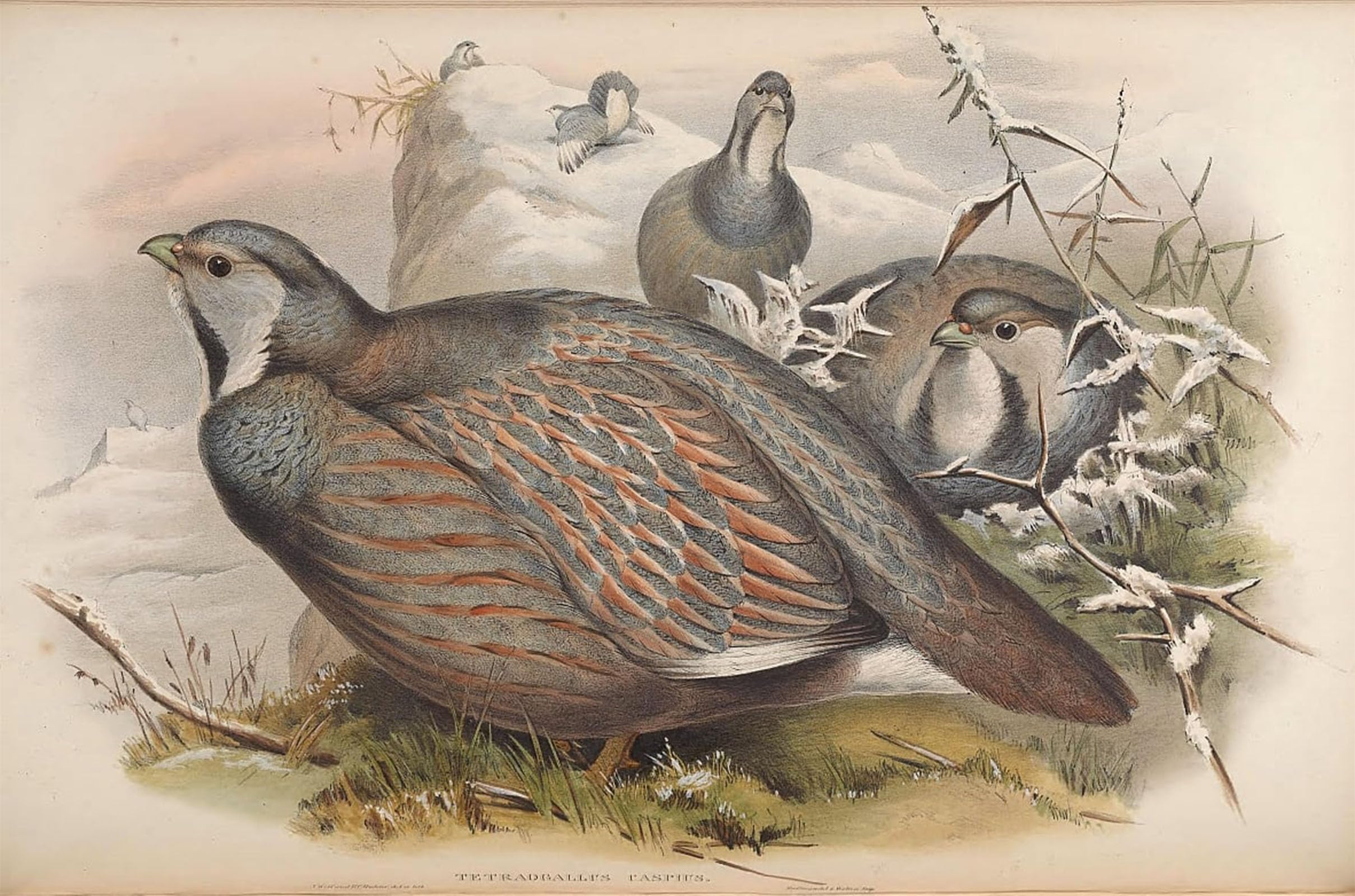 SERENDIPITP Retro Picture Poster Wall Art Pictures Painting Animal Bird Tetraogallus Caspius by John Gould Wall Art Canvas Print for Wall Decor 60x90cm