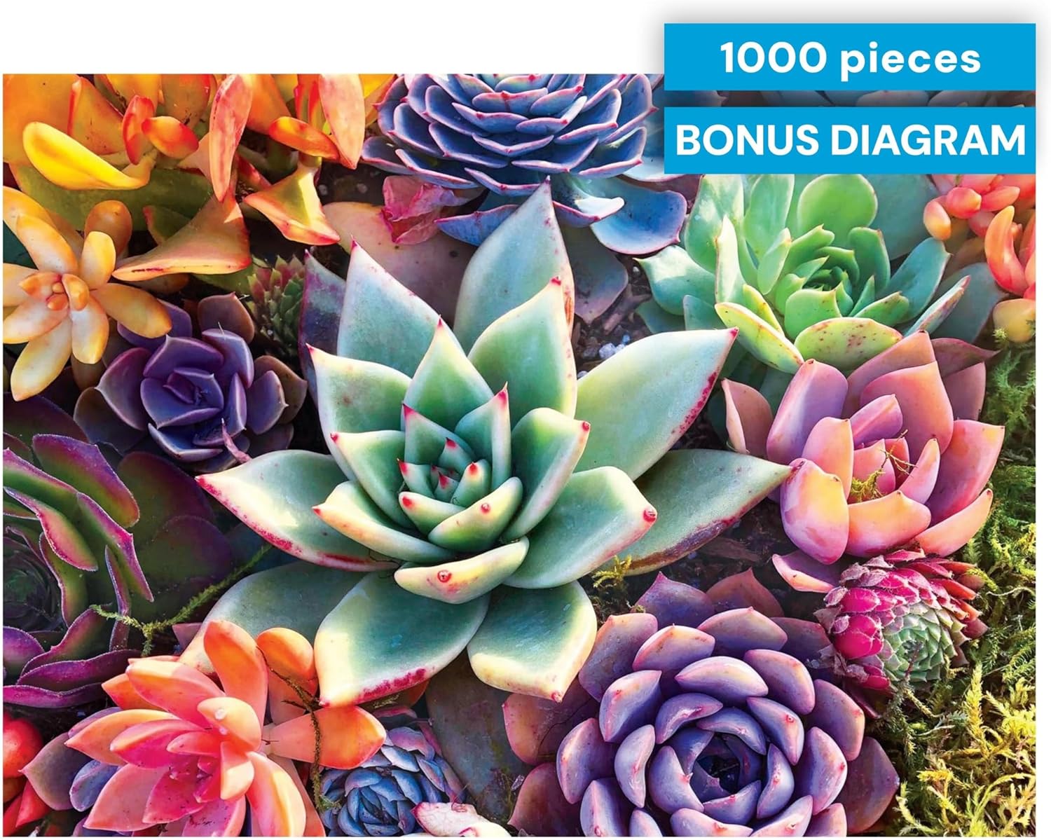 Buffalo Games - Simple Succulent - James Mertke - 1000 Piece Jigsaw Puzzle for Adults - Challenging Puzzle for Game Nights - Vibrant Plant Artwork - Finished Size 26.75 x 19.75 - Made in the USA