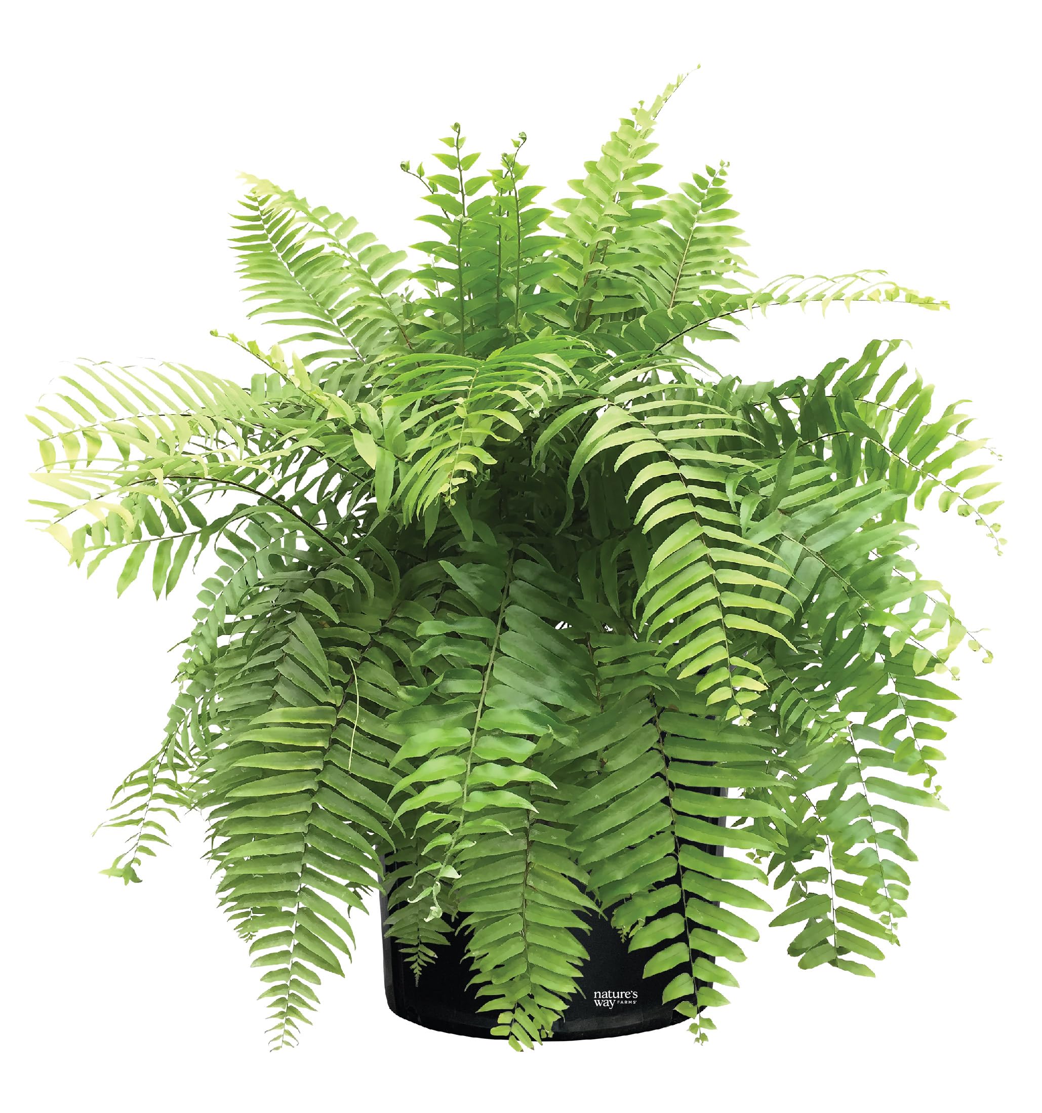 Fern Macho Live Plant
