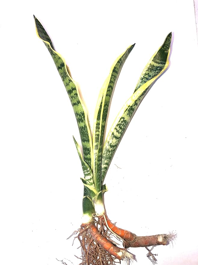 Live Snake Plant (Sansevieria trifasciata) MotherinLaw’s