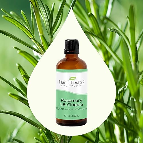 Miniatura 3 de Plant Therapy Aceite esencial de romero para el crecimiento del cabello, 100% puro, sin diluir, aromaterapia natural para difusor y aceite de romero