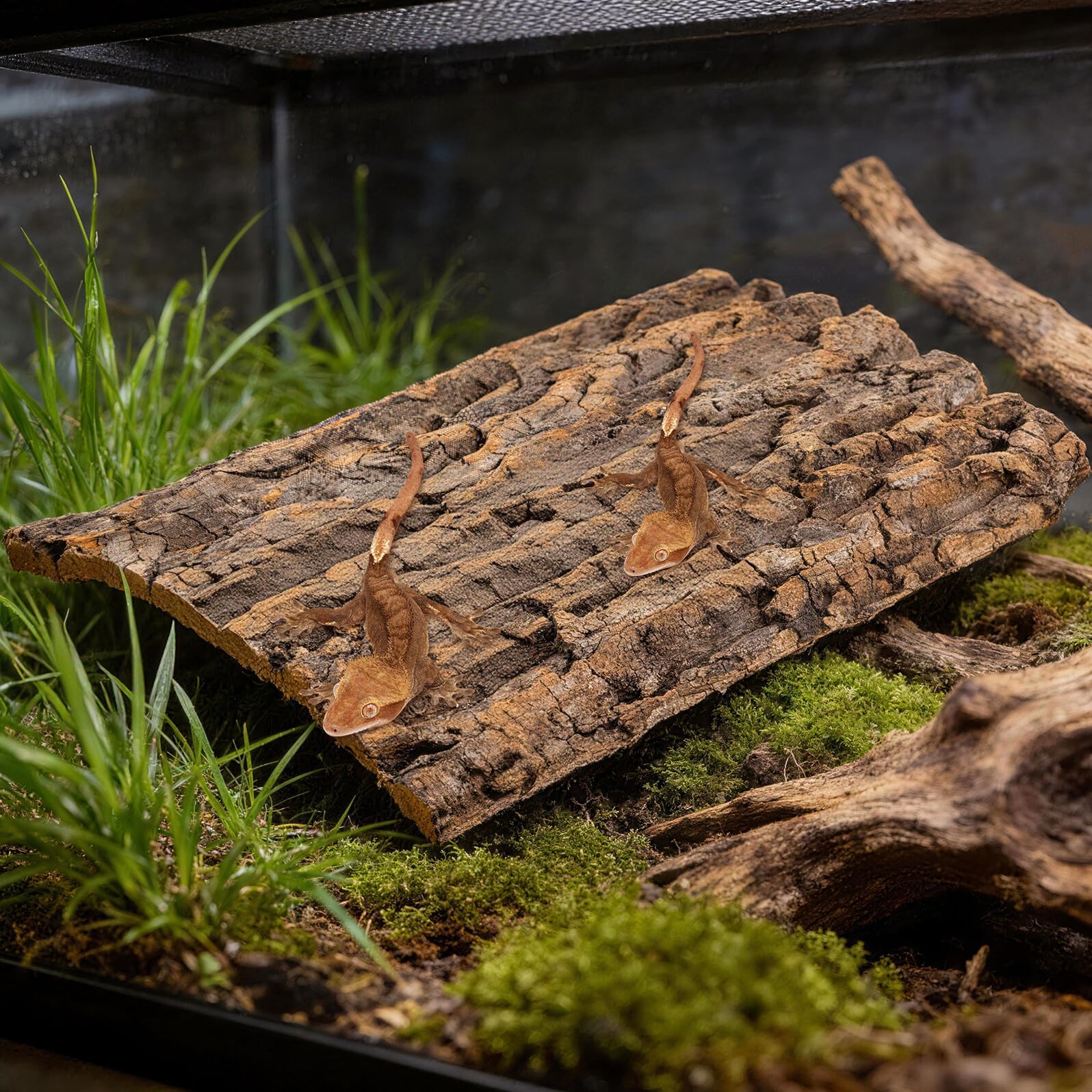 Corteccia di Sughero Naturale Decorativa per Terrario, Piattaforma per Rettili Resistente alle Macchie, per Arrampicata di Lucertole e Sfondo Habitat