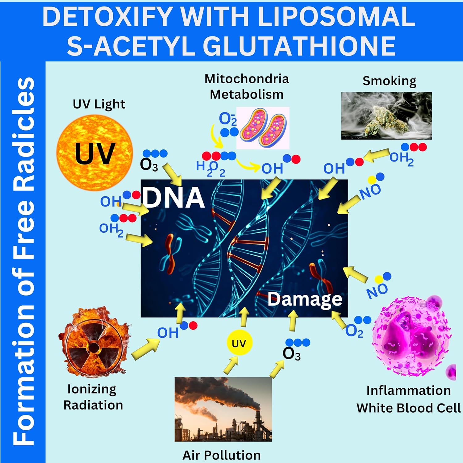 Nikoni Liposomal S-Acetyl L-Glutathione Resveratrol, Hyaluronic Acid & Collagen 500 mg-120 Softgels - Image 8