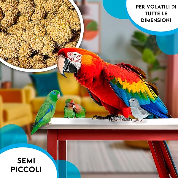 ZOMAPET spighe di panico per pappagalli 3Kg, mangime pappagalli naturale ideale anche per cocorite e uccelli esotici - Made in italy - 5