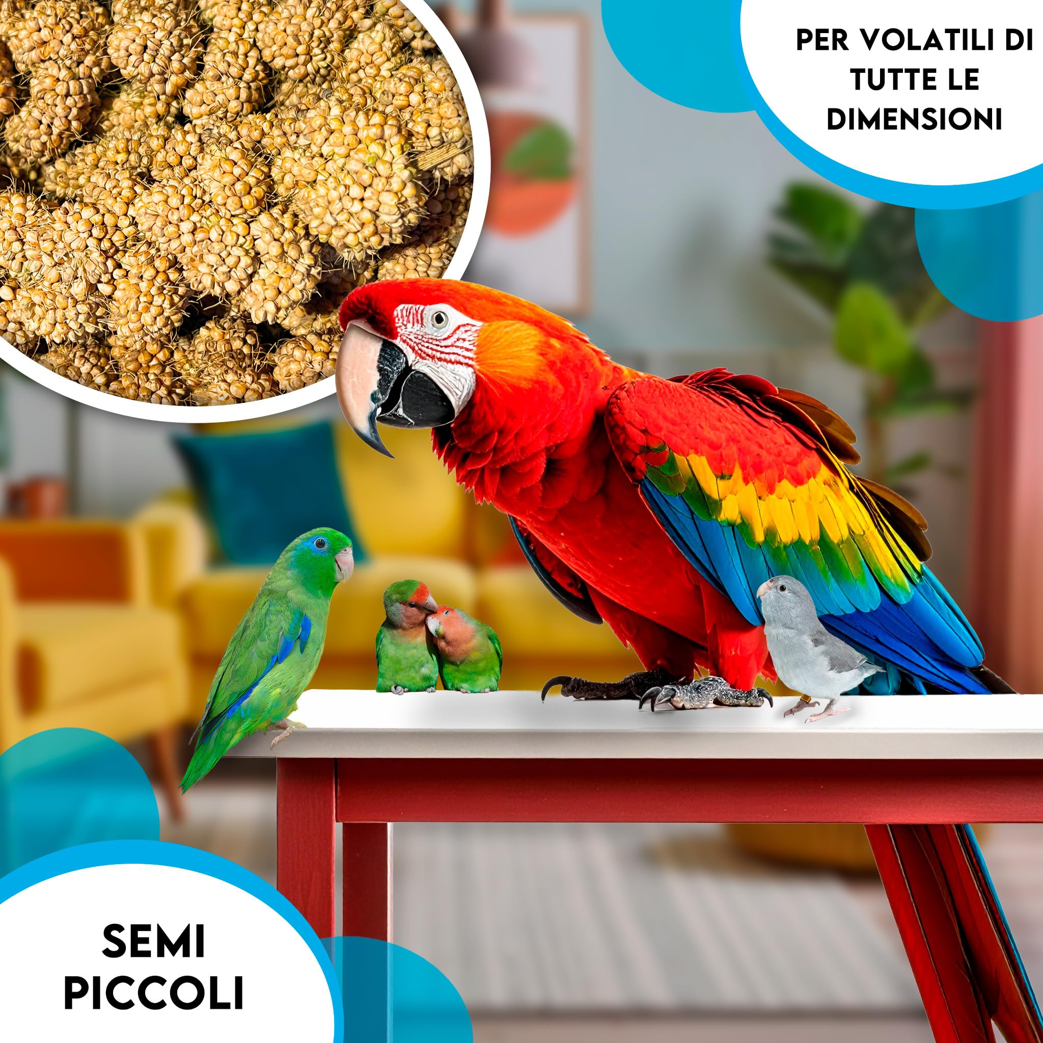 ZOMAPET spighe di panico per pappagalli 1Kg, mangime pappagalli naturale ideale anche per cocorite e uccelli esotici - Made in italy