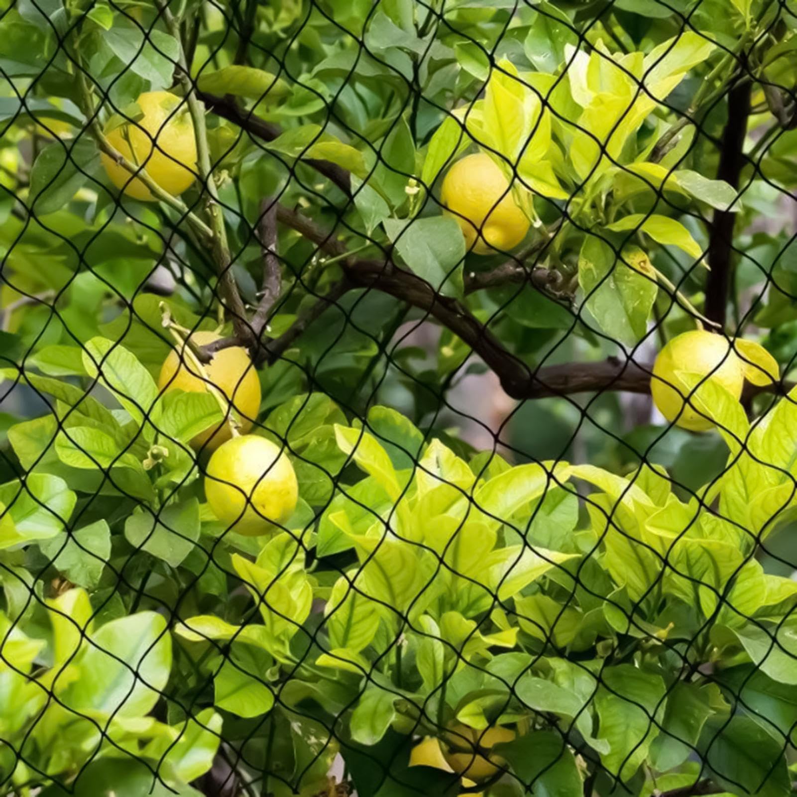 Rete Anti-uccelli 3x6 M, Rete Anti-piante Riutilizzabile, Per Il Giardino, Retes per La Protezione delle Piante e Degli Uccelli