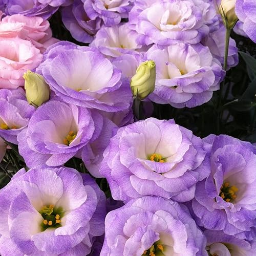 Miniatura 2 de Más de 1000 semillas de Lisianthus para plantar, semillas de flores mixtas de doble Lisianthus flores vibrantes para jardín y ramos