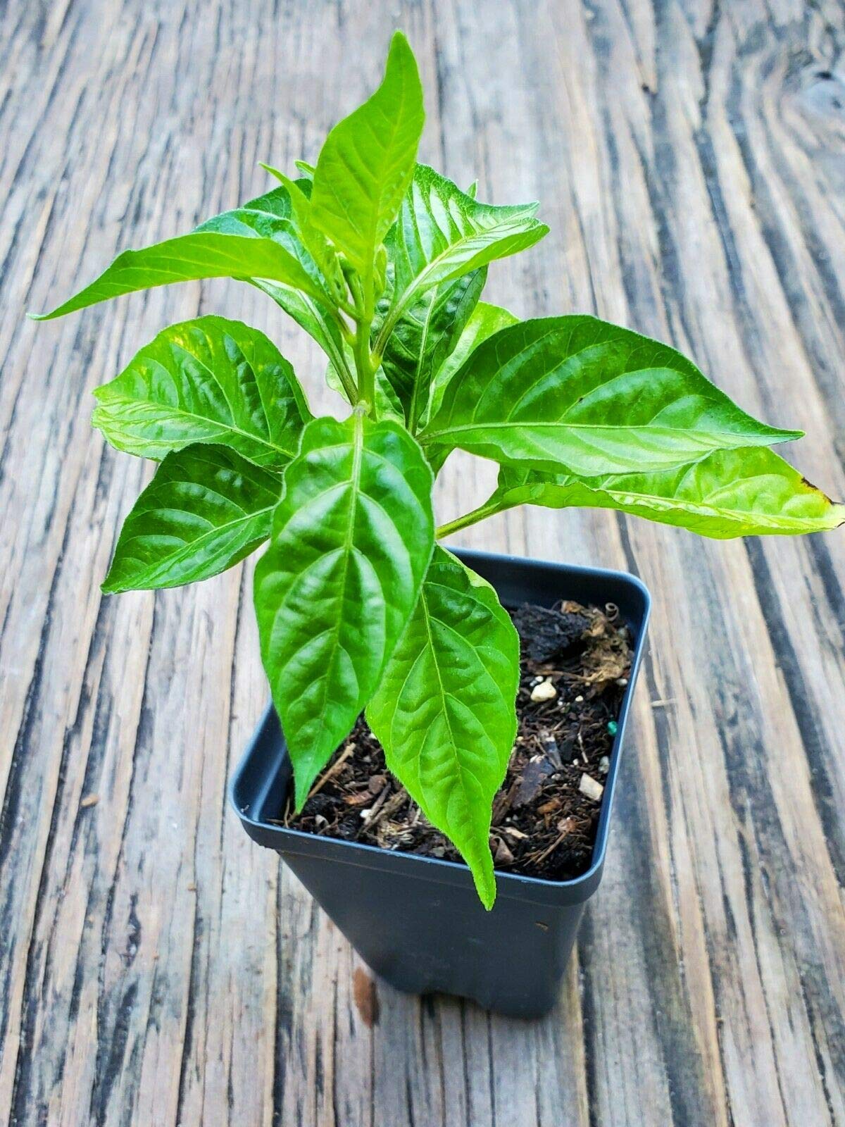 Cachucha Pepper Live Plants