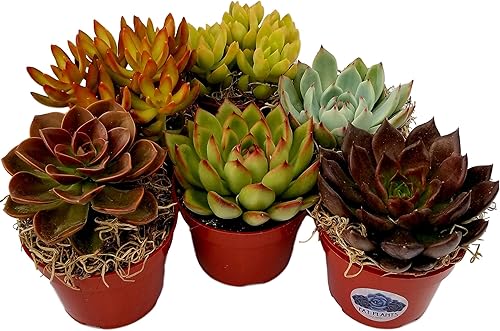 Colección de plantas suculentas de roseta grande en macetas de plástico