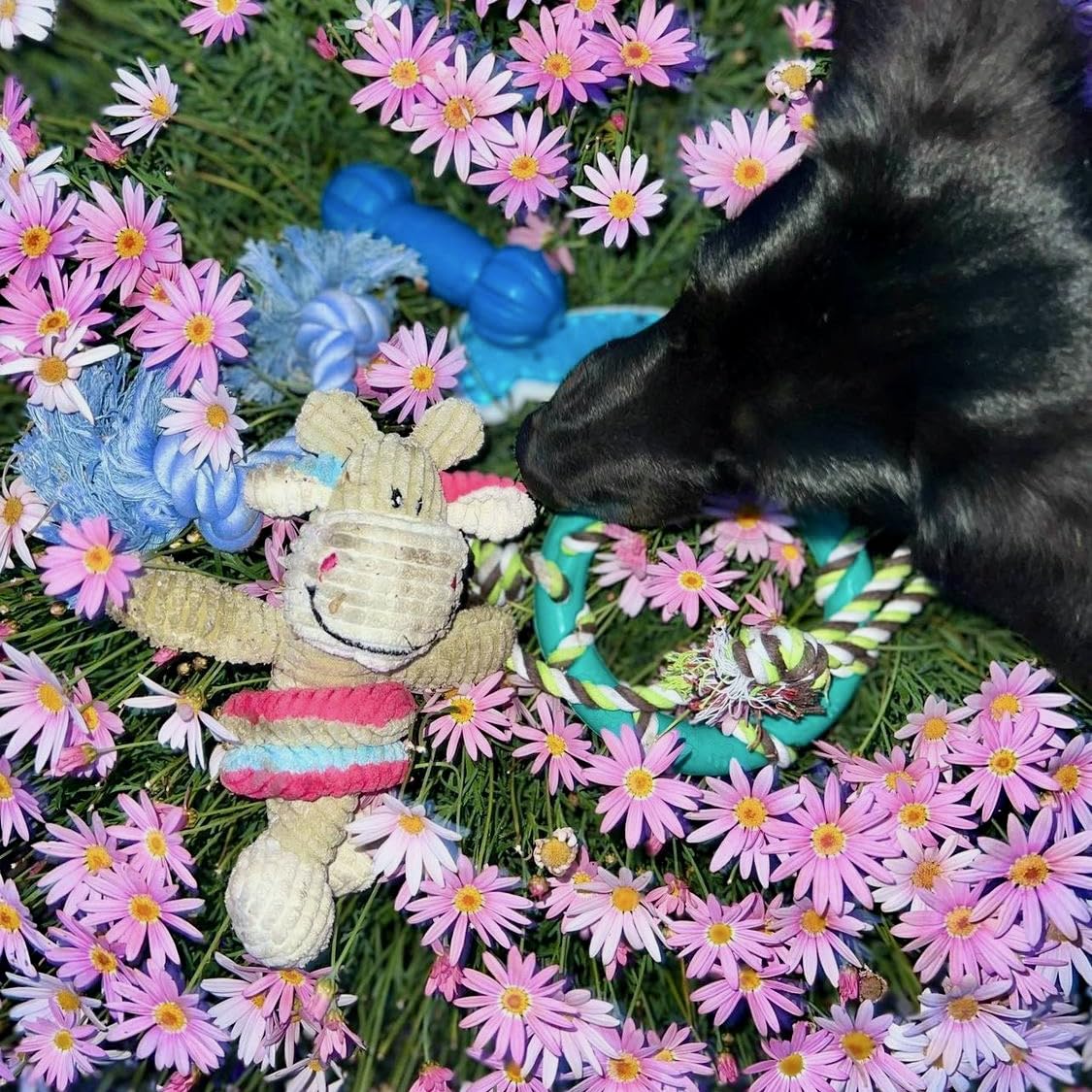Pelota para Perros，Bola de Limpieza de Dientes Juguetes para Perros Mascotas Pelota de Goma Elástica，Bolas Juguetes Interactivos para Morder Perro