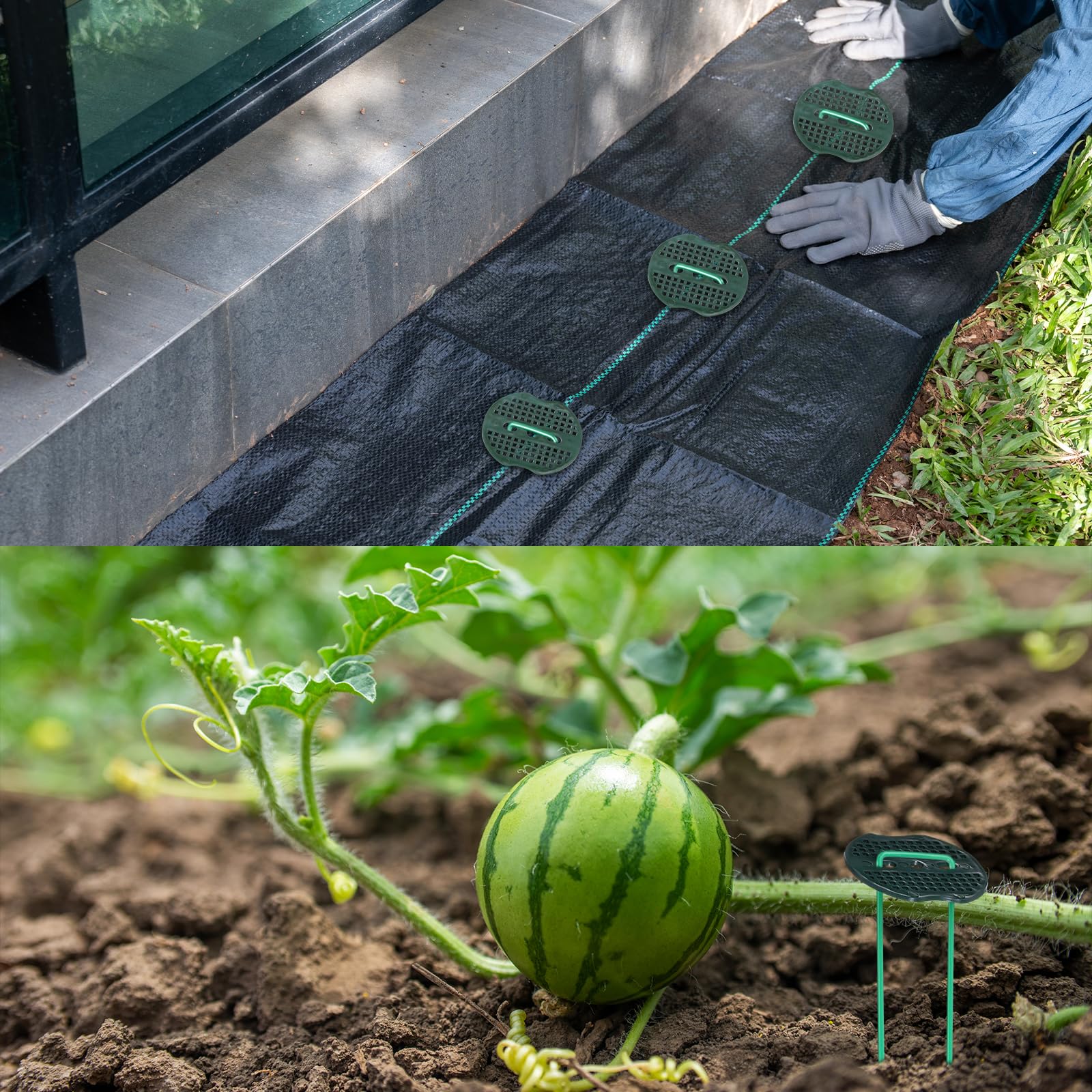 uxcell 50 estacas de jardín, 6 pulgadas, calibre 11, grapas galvanizadas para paisaje, tipo U, estaca de césped, estacas para plantas con junta y gancho para paisajismo, asegurar tela de barrera de