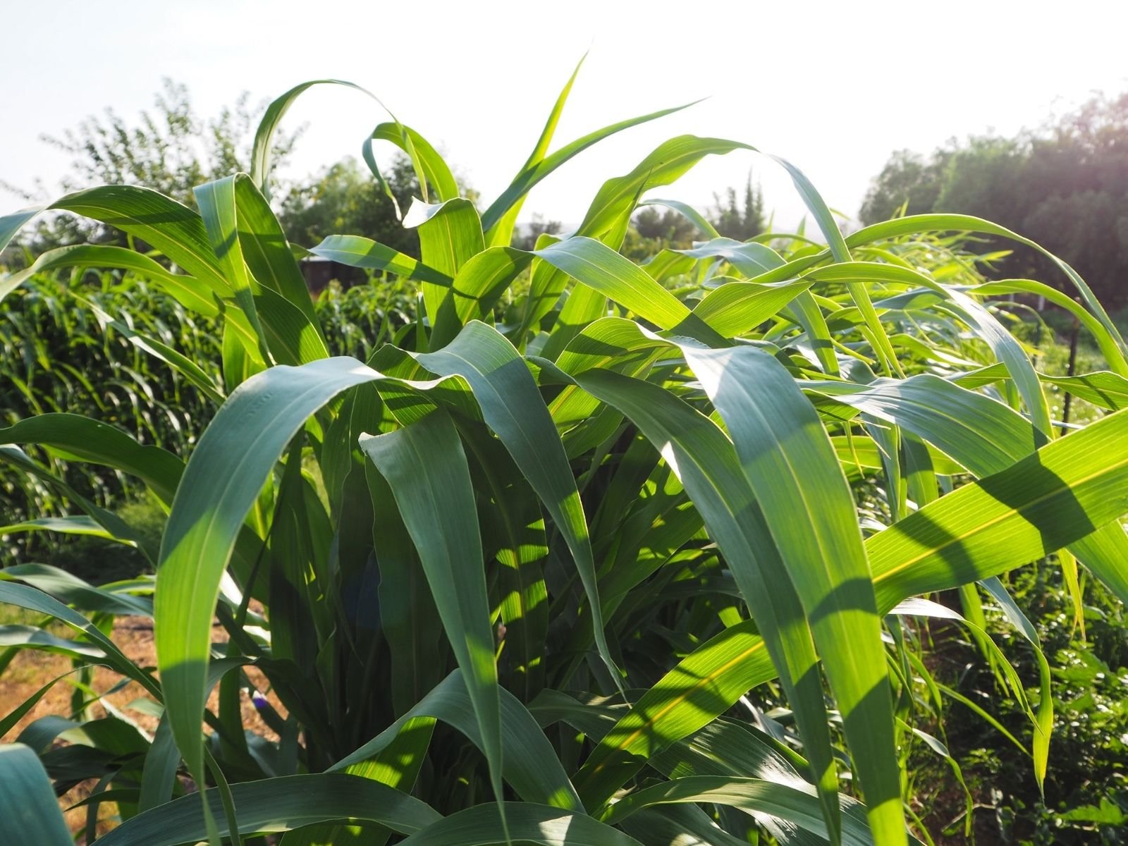 Buy Sudangrass BMR F1 (250) Certified , NonGMO Seed Packet