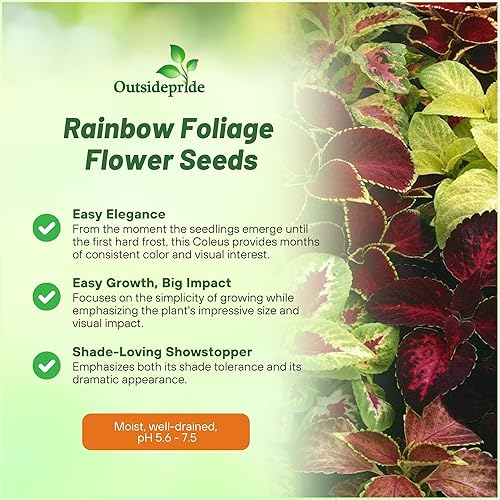 Miniatura 3 de Outsidepride Coleus Rainbow - Contenedor para plantas de casa de follaje para interiores o exteriores, mezcla de semillas de flores, 10000 semillas